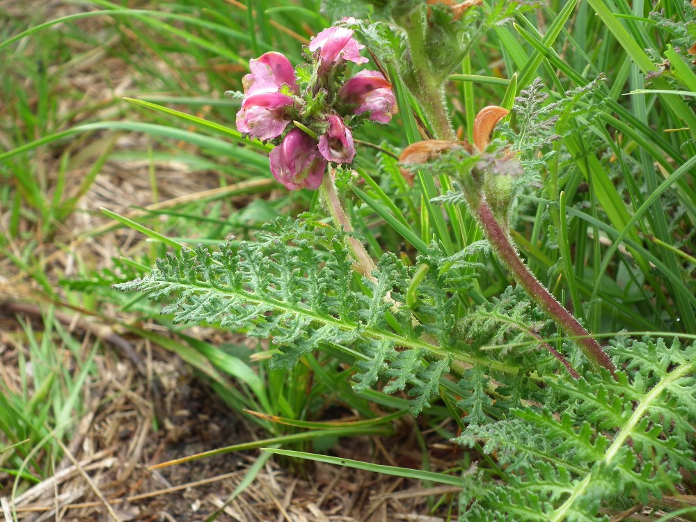 Pedicularis gyroflexa